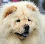 chow chow