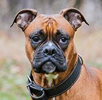 boxer