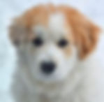 Great Pyrenees
