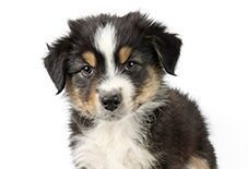 Miniature American Shepherd