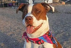 Great Dane
American Bull Dog