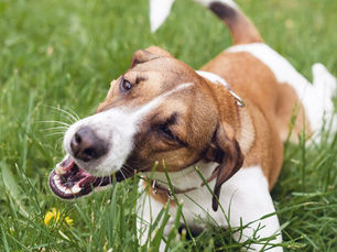 dog trying to eat grass