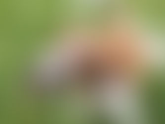 dog trying to eat grass