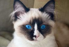 Siamese &
Ragdoll