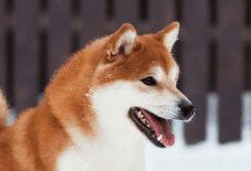 Shiba Inu
Akita