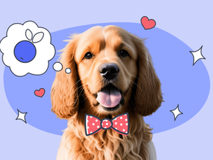 dog with boe tie thinking about a blueberry