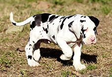 puppy great dane