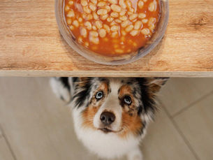 dog looking up on a table with a plate of beans on it