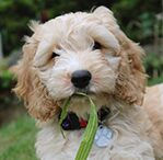 cockapoo