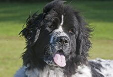 newfoundland
