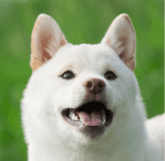 Shiba Inu