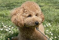 Poodle