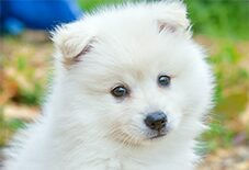 samoyed