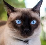 Seal Point siamese cat