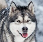 malamute