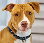 American Pit Bull Terrier