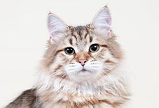 siberian cat