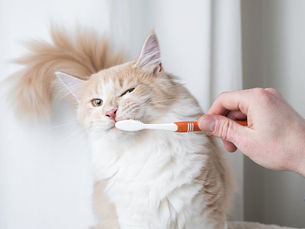 human hand trying to brush a cats teeth with a tooth brush