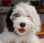 cockapoo