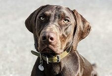 Vizsla
Weimaraner