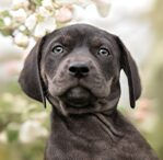 catahoula leopard dog