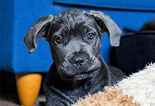 cane corso