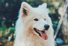 samoyed