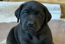 Mastiff
Labrdor Retriever