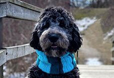 Newfoundland Dog
Poodle