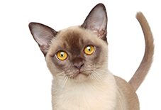 BURMESE
