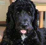 goldendoodle
