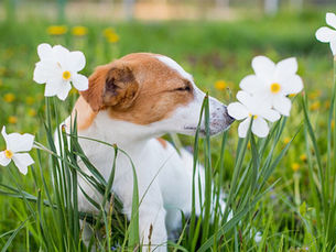 dog smelling a white flower in a field of grass