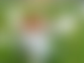 dog smelling a white flower in a field of grass