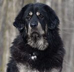 tibetian mastiff