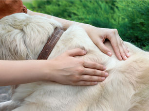 I Found a Sudden Lump Under My Dog’s Skin: What Now?