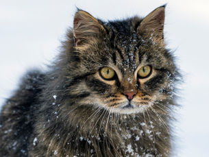 cat sitting outdoors in the snow