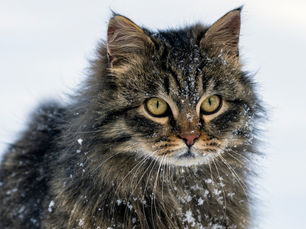 cat sitting outdoors in the snow