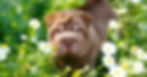 Shar-Pei