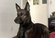 Xoloitzcuintli
German Shepherd