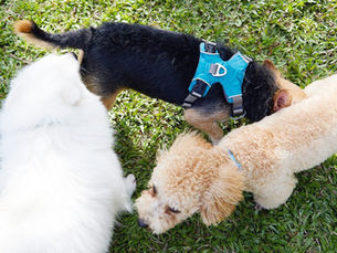 three dogs sniffing each others butts in a circle