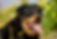 rottweiler senior