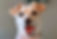Chihuahua
Dachshund