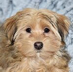 havanese