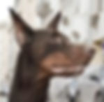 Doberman