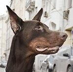 Doberman