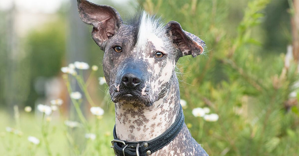 Xoloitzcuintli