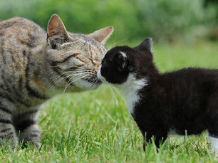 a big brown cat smelling a small black and white kitten