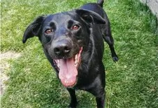 Whippet
Black Labrador Retriever