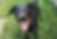 Whippet
Black Labrador Retriever