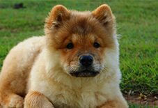 chow chow